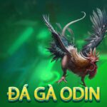 Đá gà ODIN