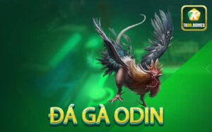 Đá gà ODIN